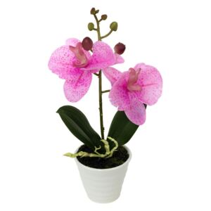 Orchidea w ceramicznej doniczce jasnoróżow