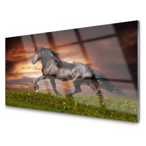 Obraz Akrylowy Czarny Koń Łąka Zwierzęta