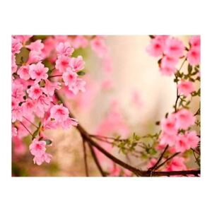 Fototapeta - Pink azalea