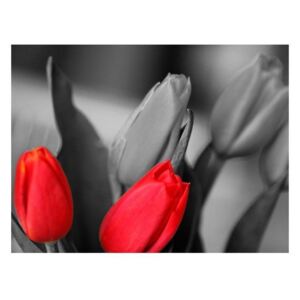 Fototapeta - Czerwone tulipany na czarno-białym tle