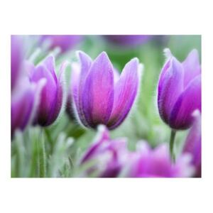 Fototapeta - Fioletowe wiosenne tulipany