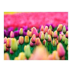 Fototapeta - Pole tulipanów