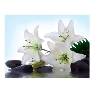 Fototapeta - Czyste, białe lilie