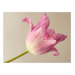 Fototapeta - Pink tulip