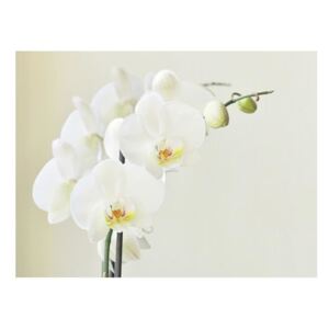 Fototapeta - Biała orchidea