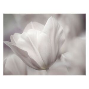 Fototapeta - Tulip - black and white photo