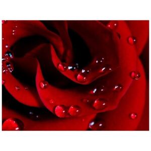 Fototapeta - Czerwona róża i krople rosy