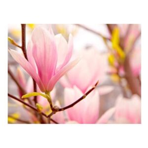 Fototapeta - Kwitnąca magnolia