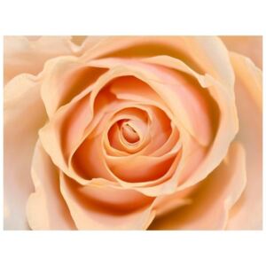Fototapeta - Peach-colored rose
