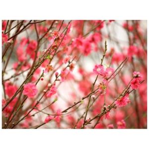 Fototapeta - Blooming tree