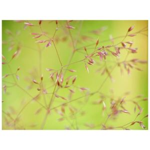 Fototapeta - Ozdobna trawa na zielonym tle