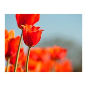Fototapeta - Łąka i tulipany