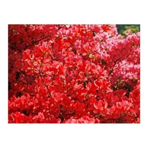 Fototapeta - Rhododendron, Japanische azalea