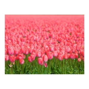 Fototapeta - Wiosenna łąka - świeże różowe tulipany