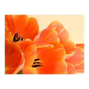 Fototapeta - Pomarańczowe tulipany