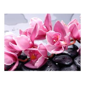 Fototapeta - Kwiaty orchidei i kamienie zen