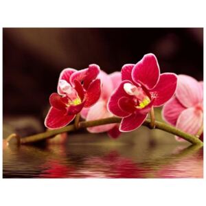 Fototapeta - Delikatne orchidee na wodzie