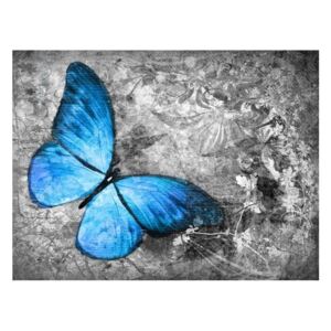 Fototapeta - Blue butterfly