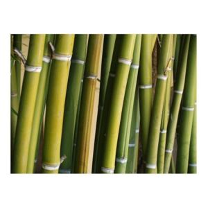Fototapeta - dekoracja zen - bambus