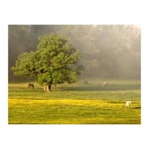Fototapeta - Konie i drzewo