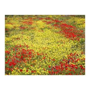 Fototapeta - Łąka - kwiaty żółte i czerwone
