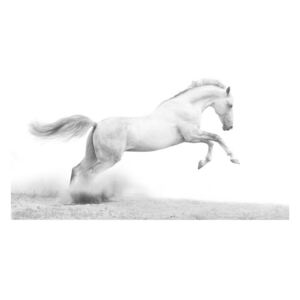 Fototapeta - White gallop