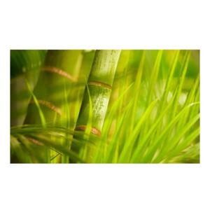 Fototapeta - bambus - natura zen