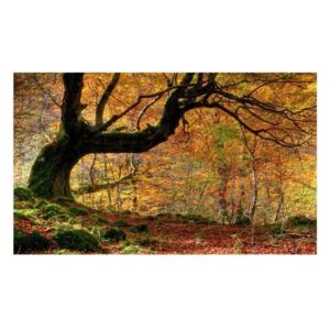 Fototapeta - Jesień, las i liście