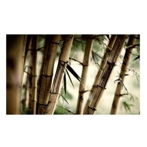 Fototapeta - Fog and bamboo forest