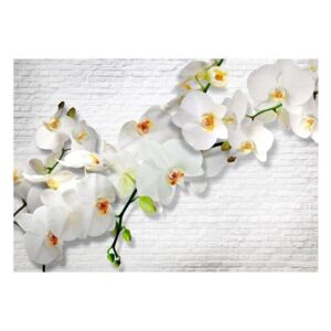 Fototapeta - Miejska orchidea