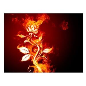 Fototapeta - Kwiat w płomieniach