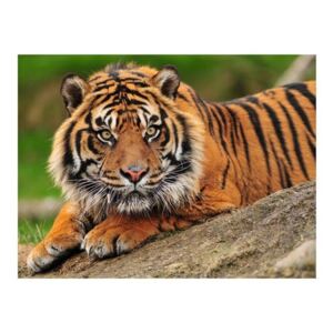 Fototapeta - Tygrys sumatrzański