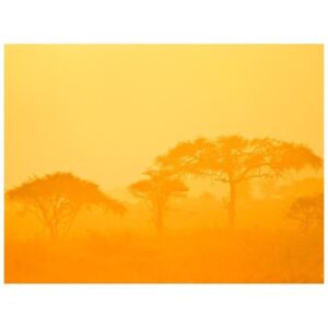 Fototapeta - Orange savanna