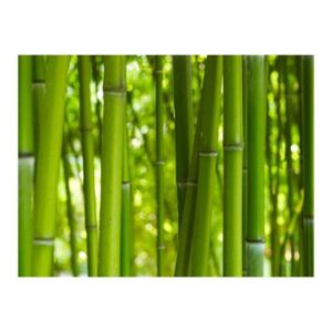 Fototapeta - bambus - zielony