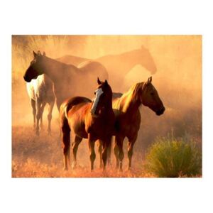Fototapeta - Dzikie konie na stepie