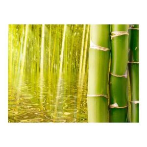 Fototapeta - Egzotyczny klimat - bambus