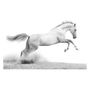 Fototapeta - White gallop