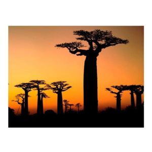 Fototapeta - Afrykańskie baobaby