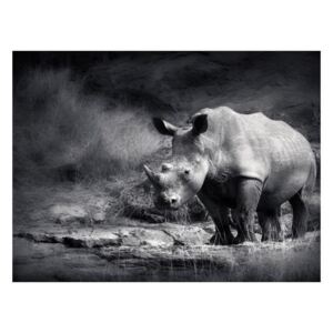Fototapeta - Nosorożec w zadumie