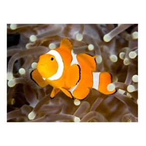 Fototapeta - Finding Nemo