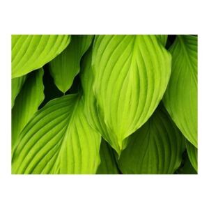 Fototapeta - Bright green leaves