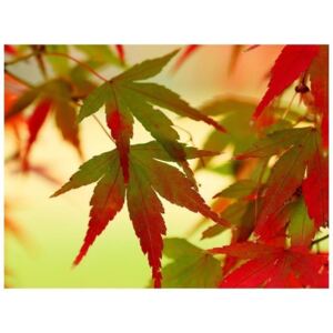Fototapeta - Kolorowe liście