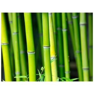 Fototapeta - Bambus