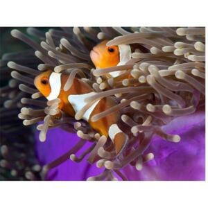 Fototapeta - Błazenki – ryby klowny