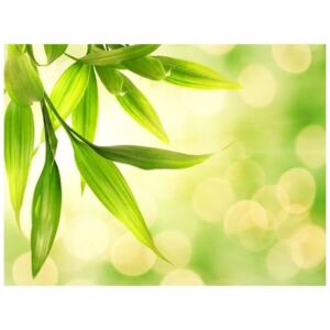 Fototapeta - Zielone liście bambusa