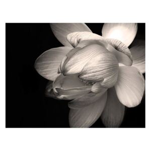 Fototapeta - Kwiat lotosu
