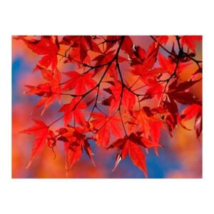 Fototapeta - Red japanese maple