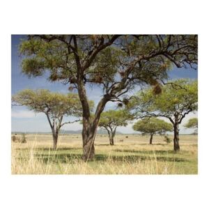 Fototapeta - Drzewa akacjowe - Park Narodowy Serengeti, Afryka