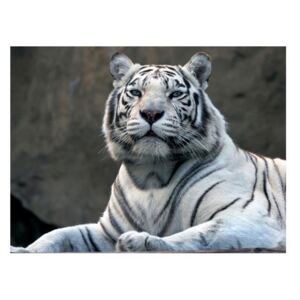 Fototapeta - Tygrys bengalski w zoo