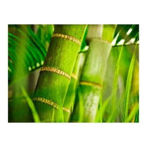Fototapeta - bambus - detal